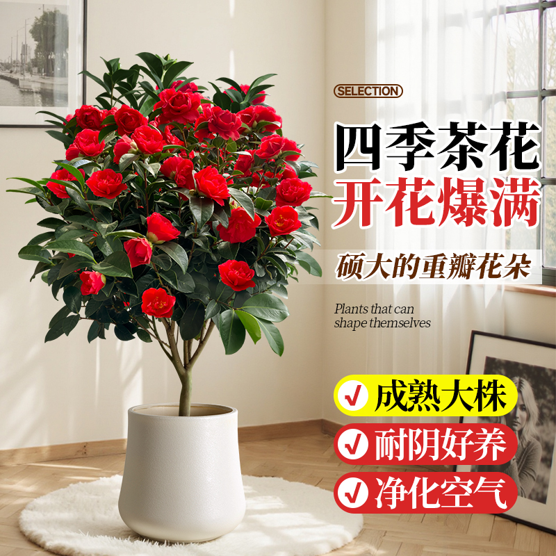 茶花树苗室内外花卉好养