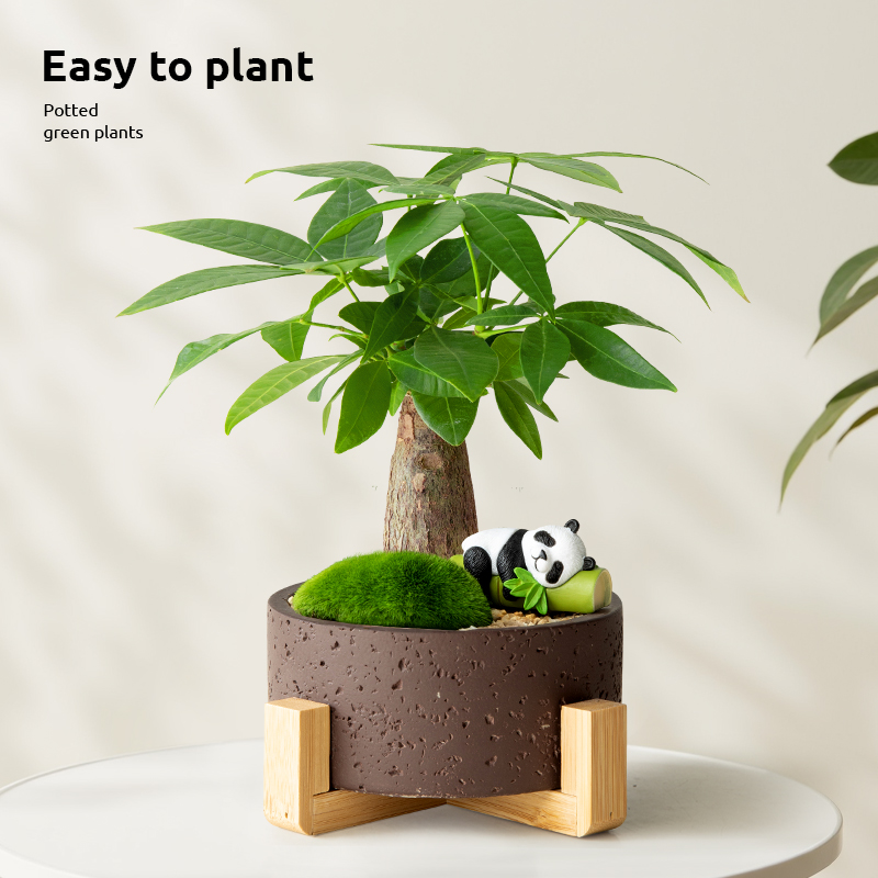 发财树富贵竹节节高摆件绿植盆栽室内客厅旺宅植物办公室桌面盆景
