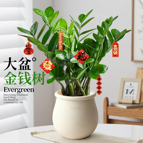 大盆金钱树盆栽室内绿植乔迁开业