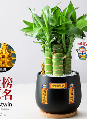 高考金榜题名水培文昌竹小盆栽步步高富贵竹室内桌面绿植花卉四季