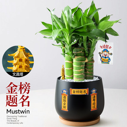 高考金榜题名水培文昌竹小盆栽步步高富贵竹室内桌面绿植花卉四季