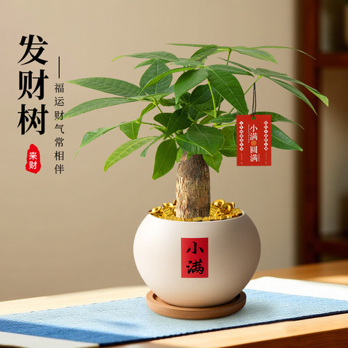 发财树盆栽室内招财植物
