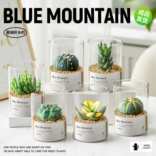 多肉小盆栽钱串仙人掌植物办公室桌面新手花卉盆栽好养绿植仙人球