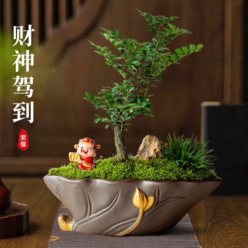 小叶紫檀盆景盆栽悬崖造型室内办公室禅意书房茶桌面绿植好养植物