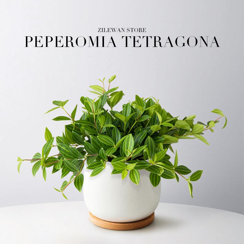 钻石翡翠吊兰垂吊植物四季摆件办公室桌面绿植花卉净化空气好养活