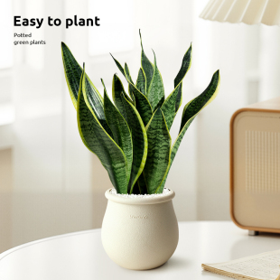 虎皮兰绿植办公室内阳台多肉耐旱花卉金边虎尾兰客厅桌面净化空气