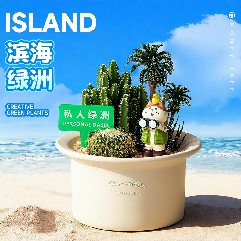 多肉植物办公室桌面花卉礼物好养