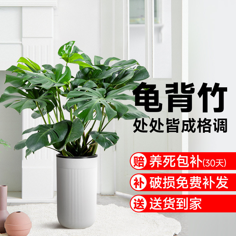 老桩大叶龟背竹净化空气四季好养图片
