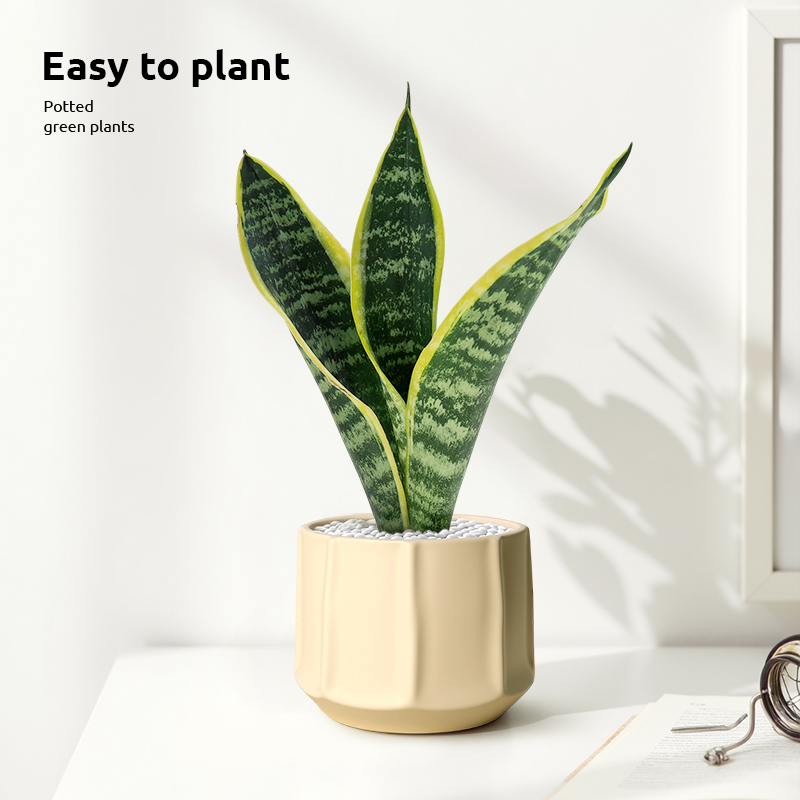 金边虎皮兰盆栽多肉耐旱植物室内