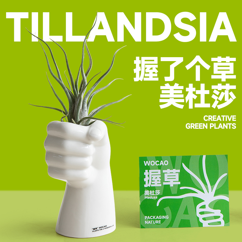 桌面绿植空气凤梨美杜莎无土植物