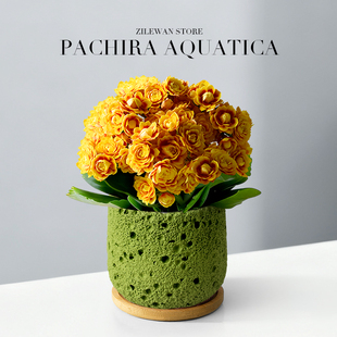 长寿花重瓣大花盆栽金丝雀洛桑女神带花苞室内阳台植物易成活四季