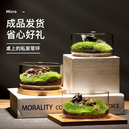 藓生态瓶闷养微景观系列种好发货