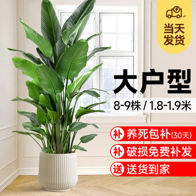 天堂鸟大型绿植室内好养花卉植物