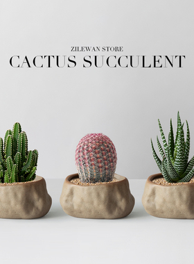 万重山小盆栽仙人球多肉仙人掌植物办公室桌面绿植花卉盆景摆件