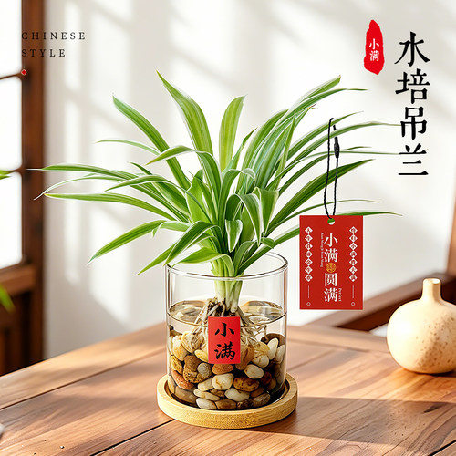 金边吊兰水培植物桌面绿植水养