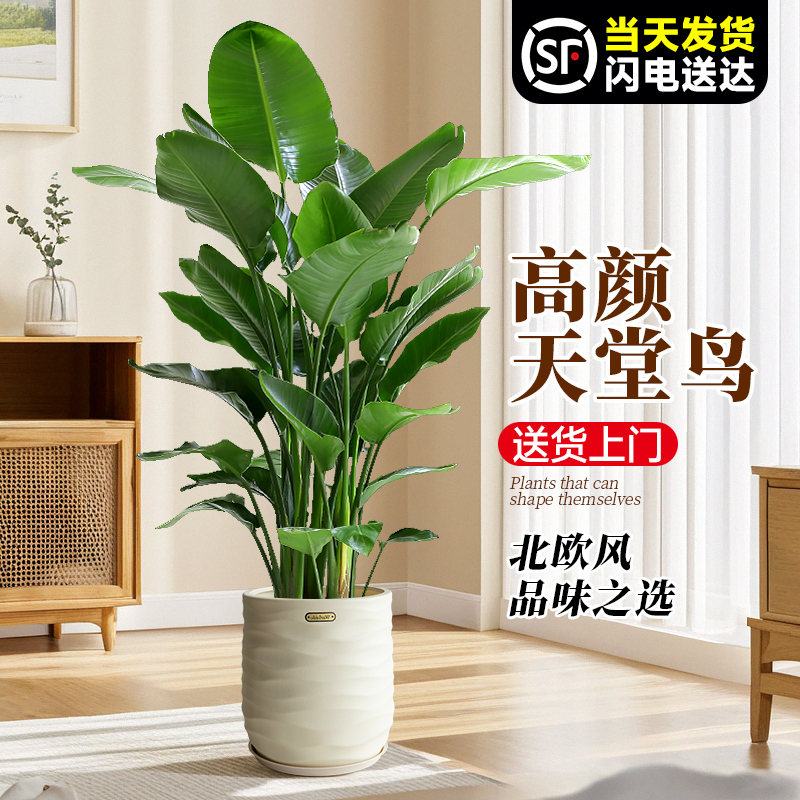 天堂鸟绿植室内大型植物新房盆景