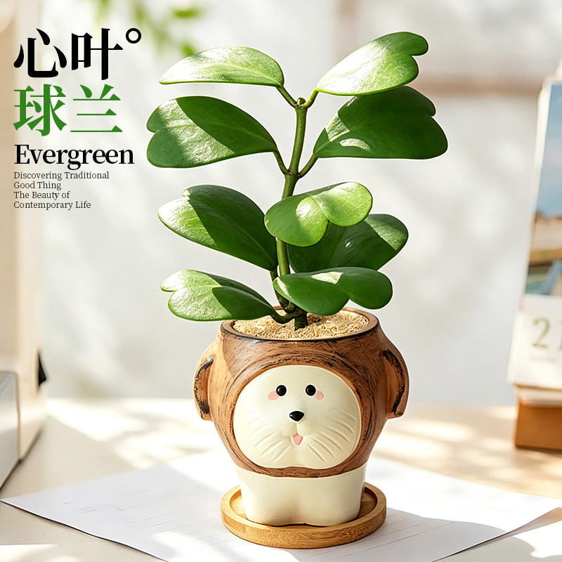 心叶球兰多肉植物办公室桌面绿植盆栽工位爱心装饰小摆件净化空气