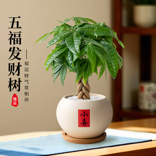 发财树小盆栽客厅中式禅意植物