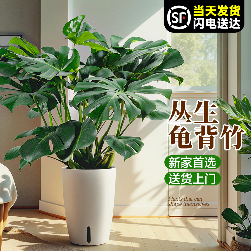 大叶龟背竹客厅盆栽高级感盆景