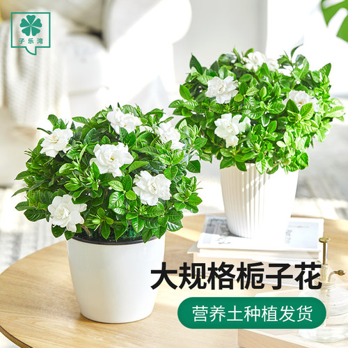 栀子花盆栽桌面花卉植物开花好养