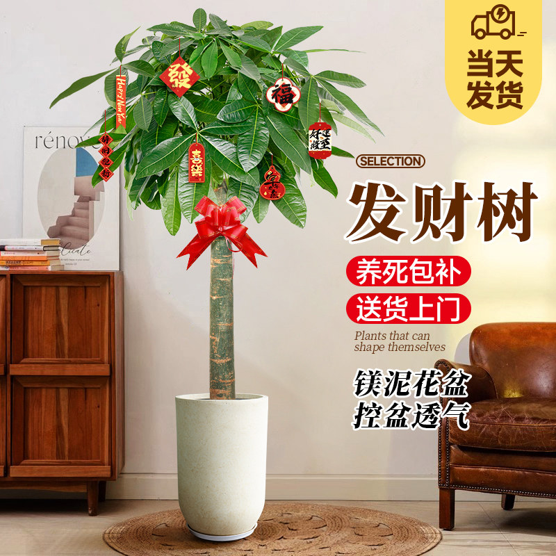 发财树盆栽大棵室内摆客厅大型招财树绿植办公室乔迁新家开业植物