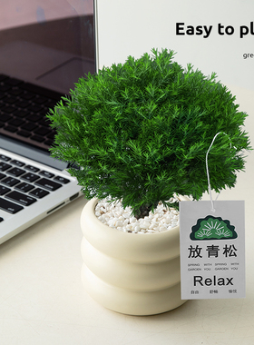 放青松绿植雾松室内客厅小盆栽放轻松雾凇办公室桌面植物摆件解压