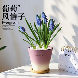 葡萄风信子带花苞盆栽室内客厅办公室桌面观花带香味花卉绿植四季