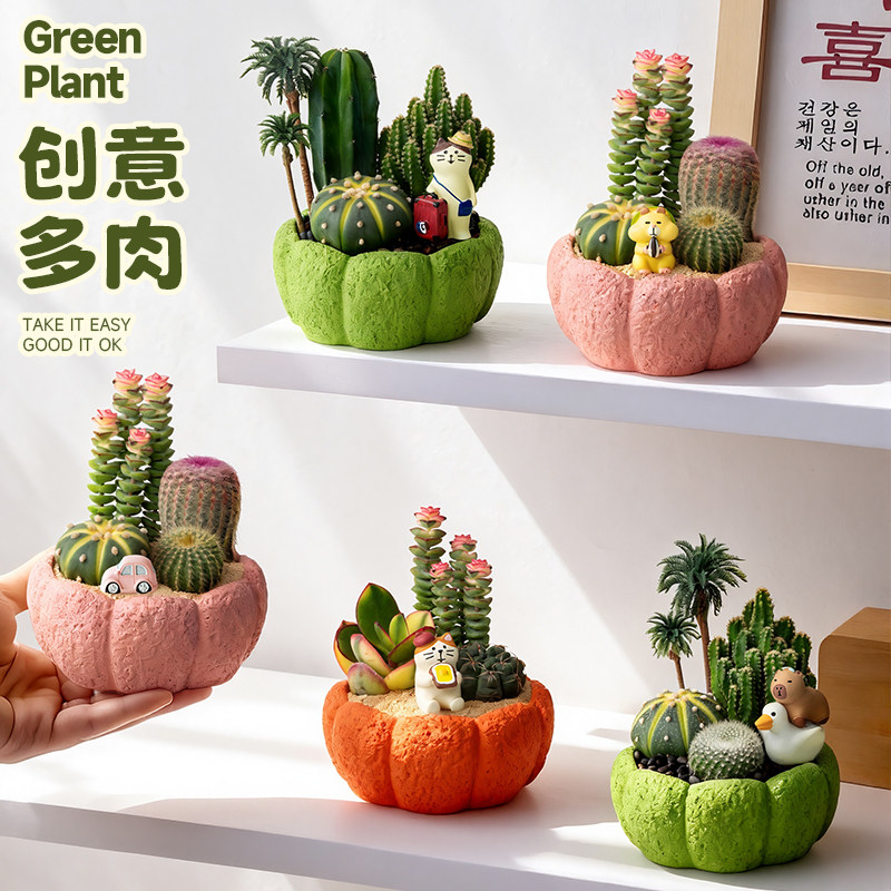 仙人掌盆栽办公室桌面绿植小仙人球多肉植物组合创意景观摆件礼物