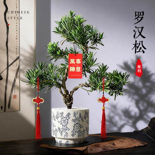 罗汉松盆栽庭院造型植物室内客厅玄关迎客松真树盆景桌面绿植四季