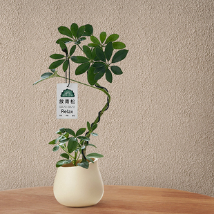 造型鸭脚木盆栽客厅室内八方来财植物鸭掌木办公桌面招财绿植四季