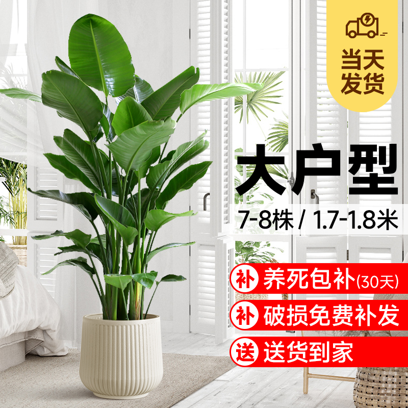 天堂鸟盆栽客厅办公室内绿植