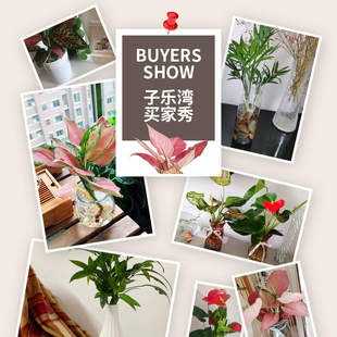 水培植物室内绿植四季 水养水生绿萝富贵竹红白掌文竹桌面花卉盆栽