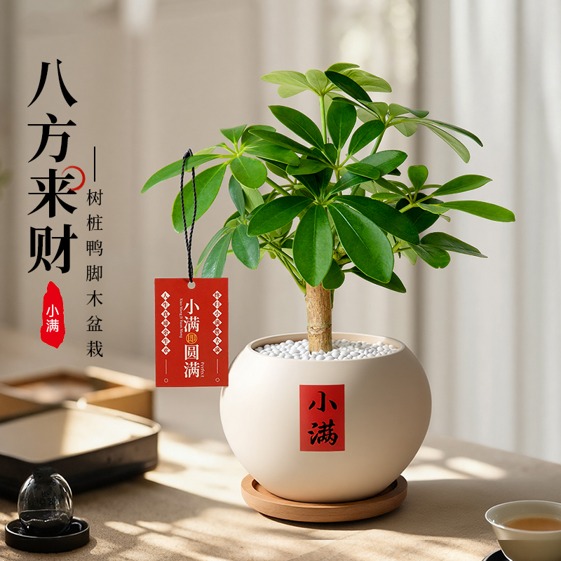 鸭脚木小盆栽办公桌面中式盆景