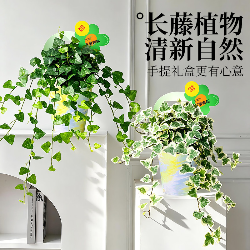 雪莹常春藤绿植垂吊盆栽办公室桌面植物观叶长藤花卉生日礼物送礼