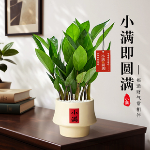 金钱树小盆栽办公室客厅室内绿植招财钱串子植物桌面盆景懒人好养