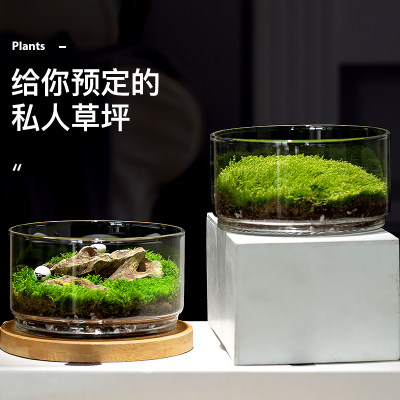 苔藓植物生态瓶趣味微缩景观