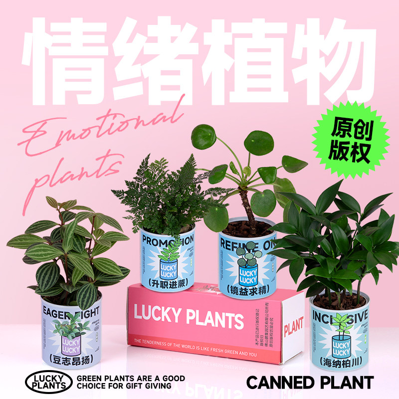情绪植物小盆栽种好发货创意趣味绿植毕业生日礼物送女生闺蜜朋友
