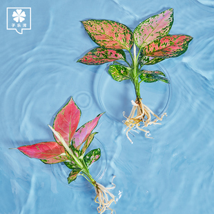 水培植物室内绿植四季 水养水生绿萝富贵竹红白掌文竹桌面花卉盆栽