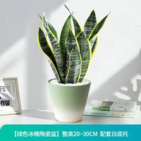 Sansevieria trifasciata, golden-edge sansevieria trifasciata, indoor living room air purification, office flowers, potted flowers, green plants thumbnail 7