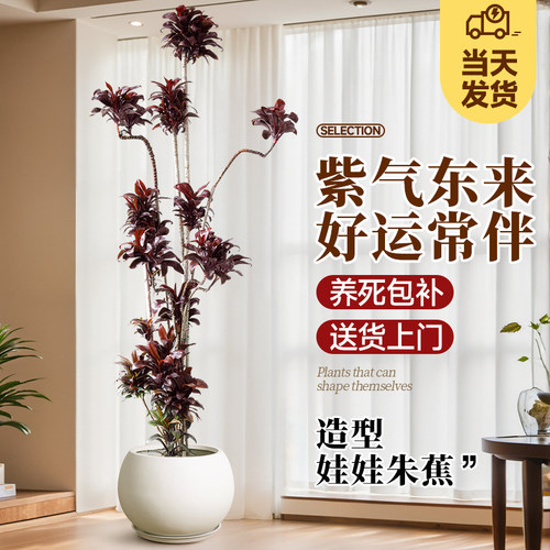娃娃朱蕉紫气东来客厅大型绿植