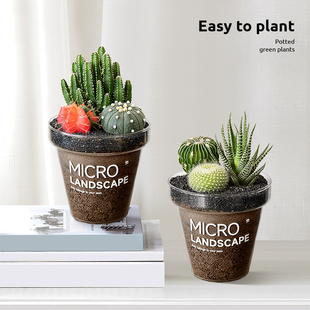 多肉植物盆栽仙人掌室内客厅办公室桌面花卉绿植四季好养活小盆景