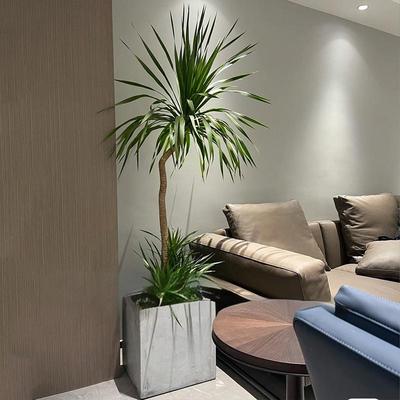 龙血树客厅绿植室内大型植物盆栽旺宅高级感办公落地大号盆景四季