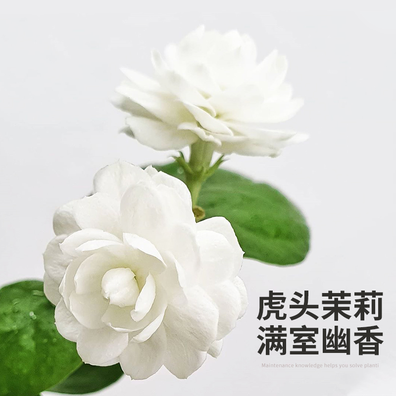 圆叶正宗虎头茉莉花盆栽