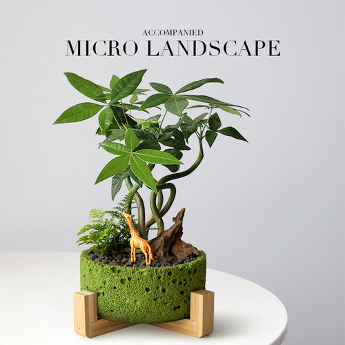 造型发财树盆栽办公室桌面植物