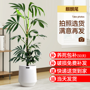 好养大号客厅网红盆景吸甲醛植物旺宅 麒麟尾绿植室内大型真树四季