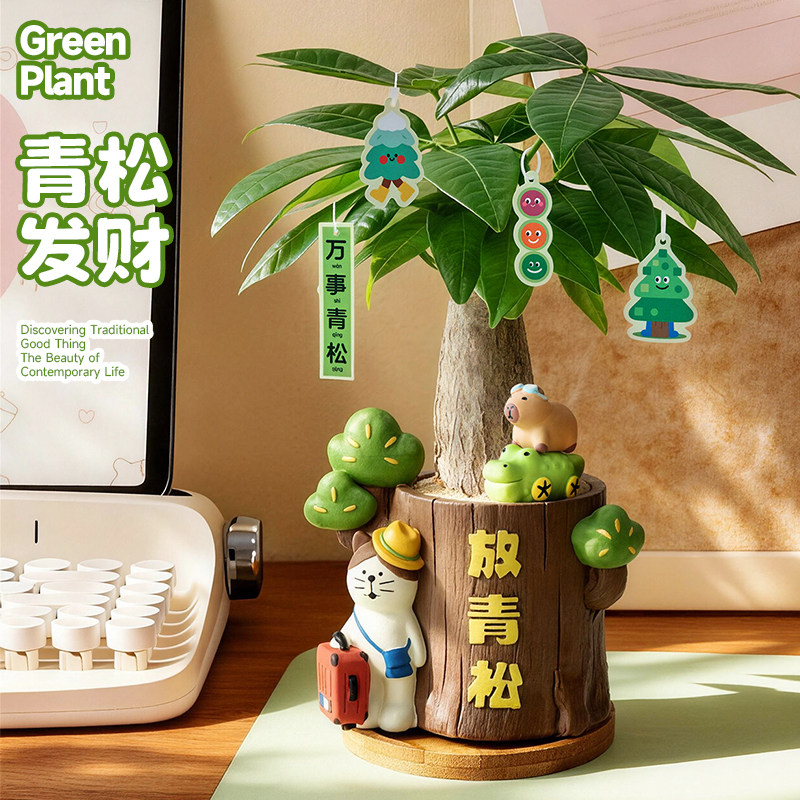 放青松发财树盆栽室内植物办公室桌面工位绿植解压治愈摆件送礼物