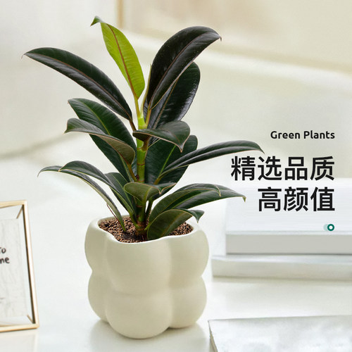 黑金刚橡皮树小盆栽办公室桌面