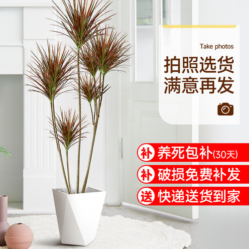 千年木大型绿植客厅阳台植物