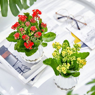 长寿花盆栽重瓣花观花植物室内绿植好养四季开花的花带花苞长寿花 虎窝淘