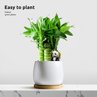 文昌竹4支金榜题名富贵竹带根室内盆栽高考书桌绿植净化空气好养